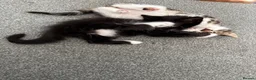 Mixed Breed cats for sale: Three beautiful kittens looking for forever home  in Slough - Advert 5