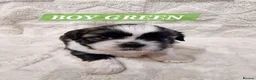 Shih Tzu dogs for sale: Pure bred shih tzu puppies in Cardiff - Advert 17