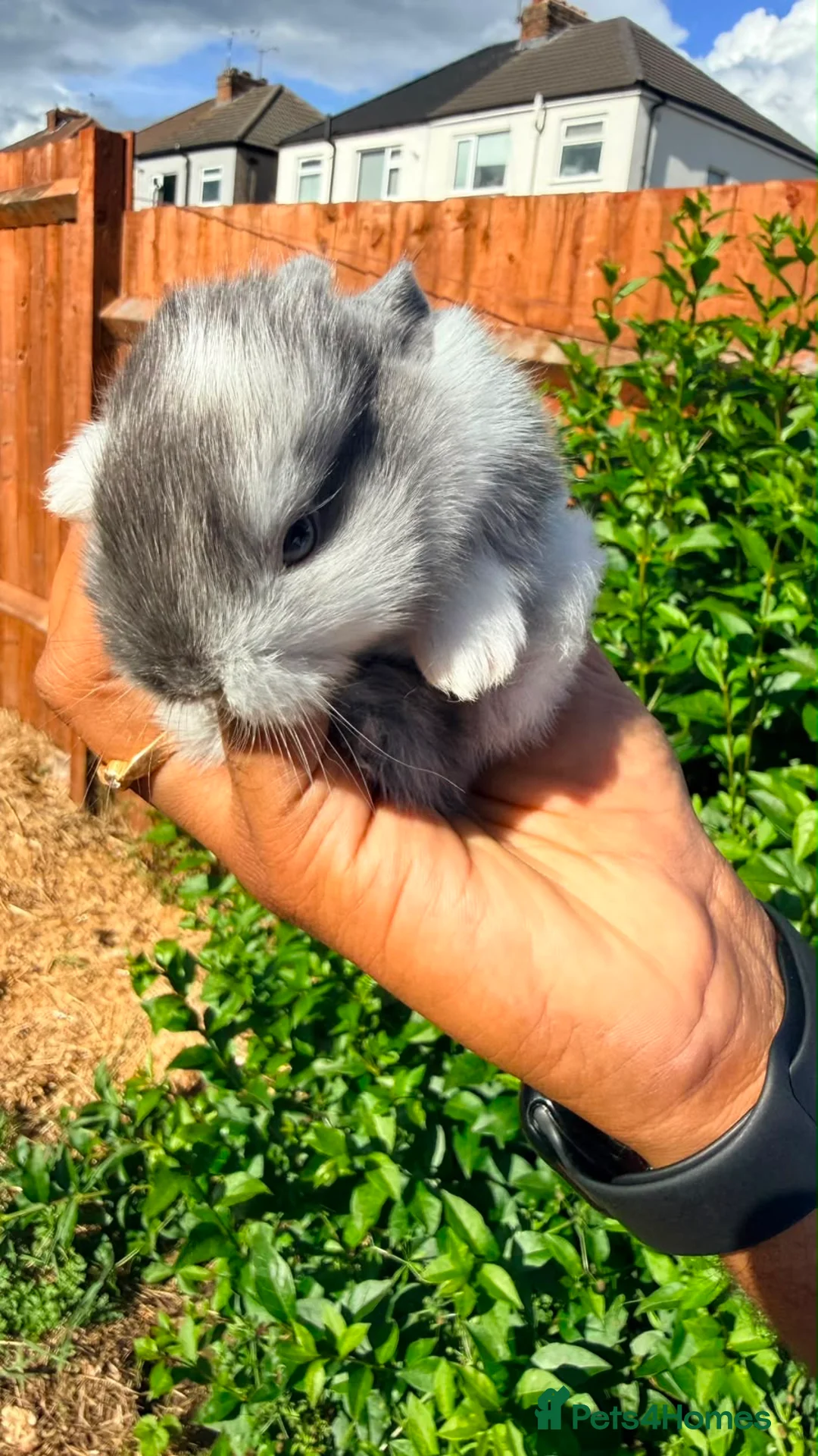 Mixed Breed rabbits for sale: 4 Baby Bunnies Seeking Loving Homes - Advert 2