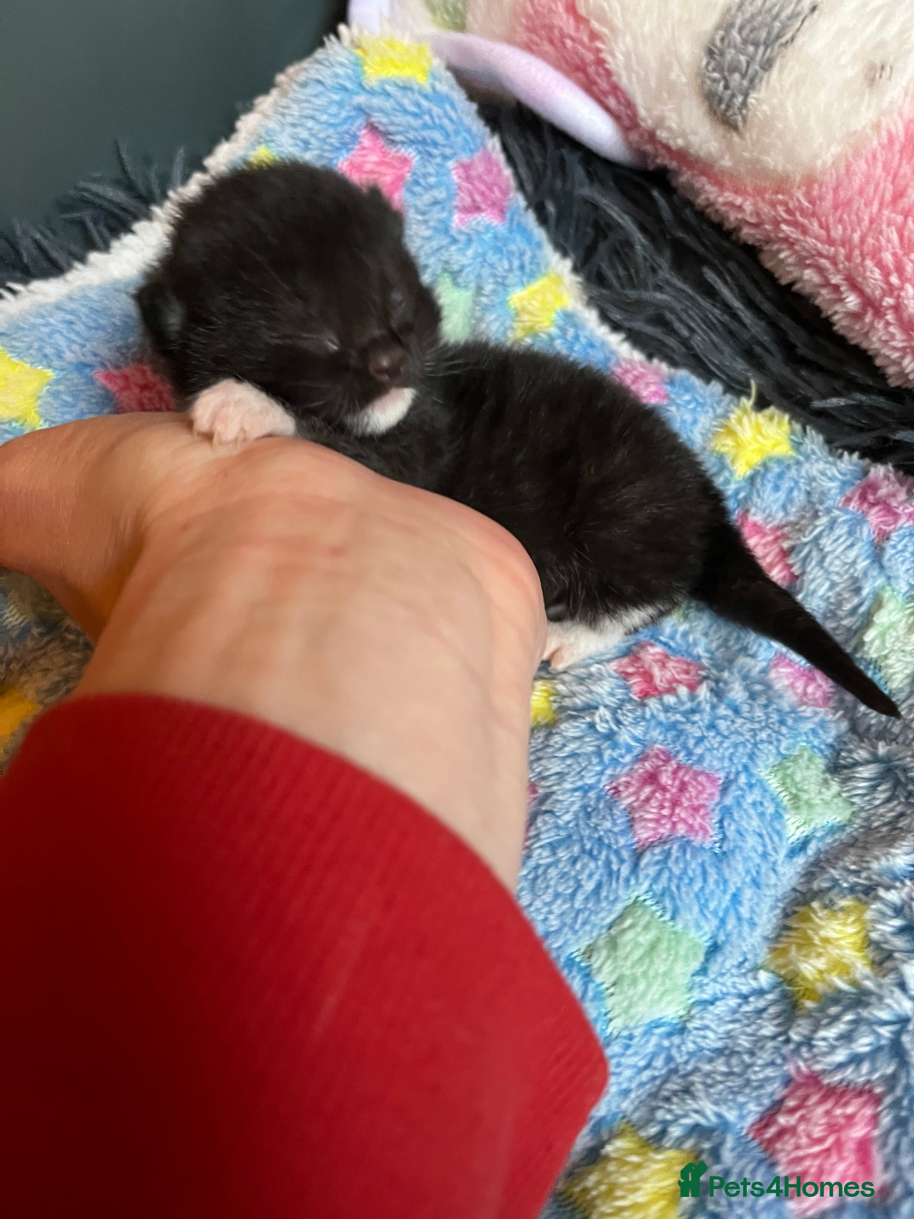 Mixed Breed cats Rescue kittens looking for perfect homes - Advert 14