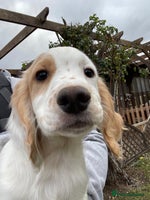 Cocker Spaniel dogs - Advert 2