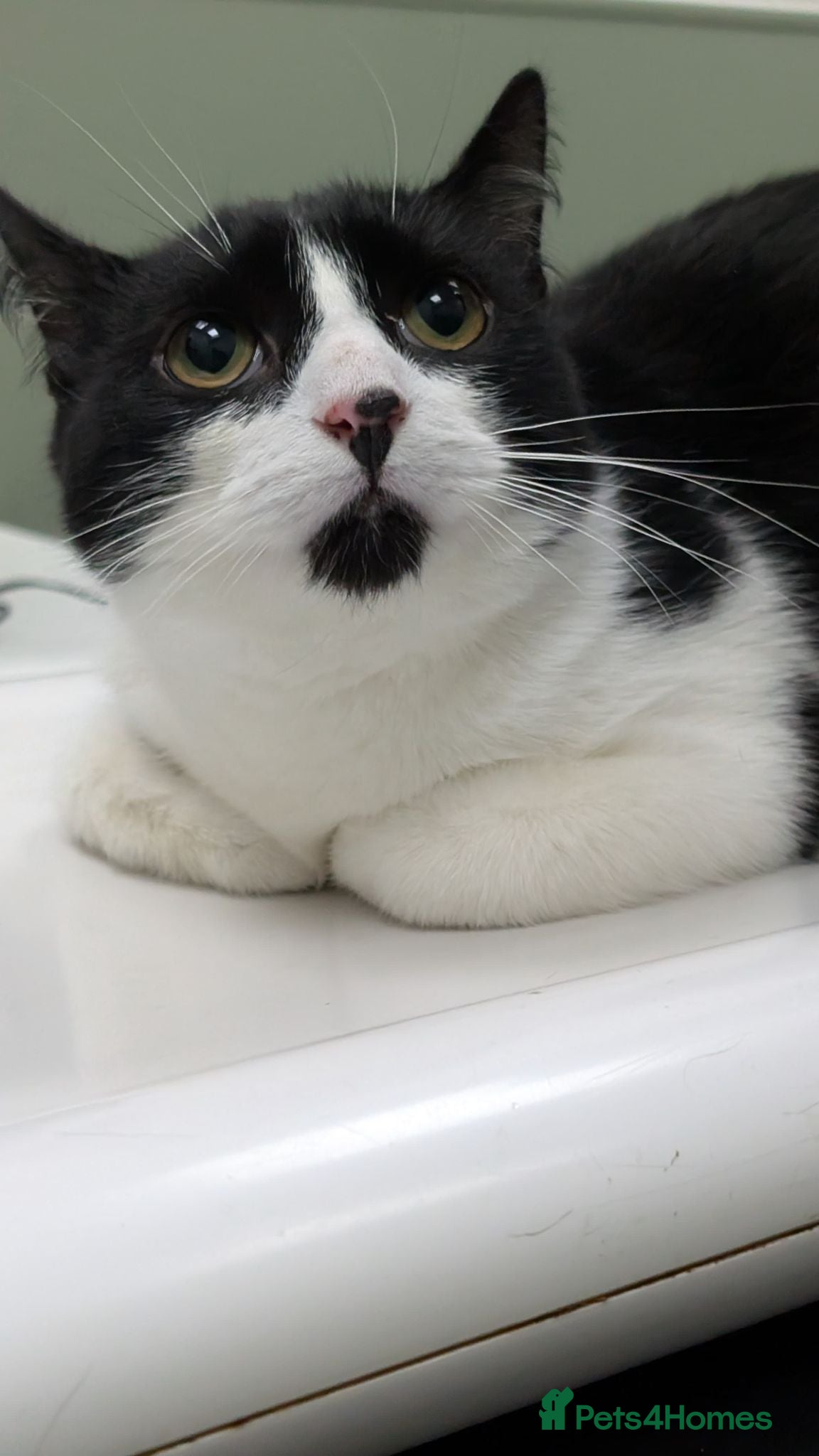 Mixed Breed cats Sweetest rescue brothers, 8 mths deserve own homes - Advert 5