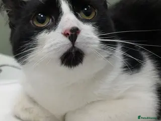 Mixed Breed cats Sweetest rescue brothers, 8 mths deserve own homes - Advert 5