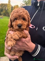 Cavapoo dogs - Advert 14