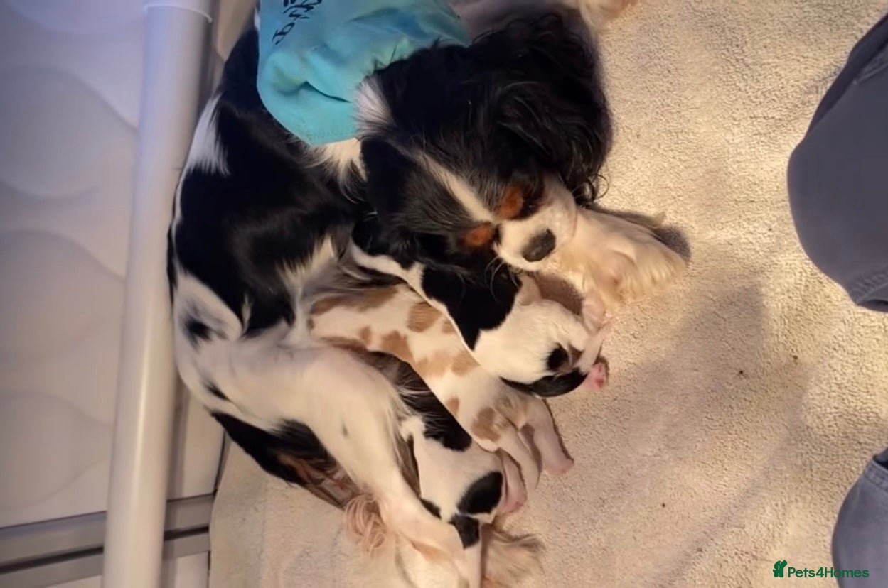 Cavalier King Charles Spaniel dogs %100 Pure Breed Cavalier King Charles Pups  - Advert 3