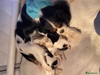 Cavalier King Charles Spaniel dogs %100 Pure Breed Cavalier King Charles Pups - Advert 3