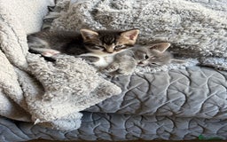 Mixed Breed cats for sale: Two lovely boys - Image 18