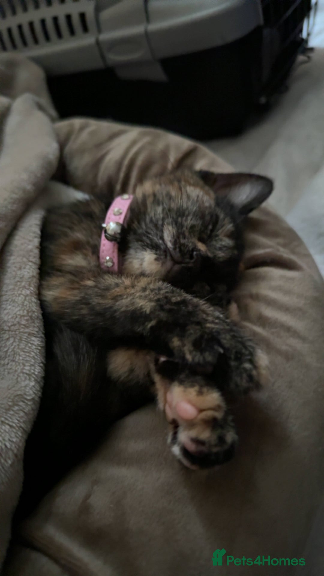 British Shorthair cats for sale: Kitten for sale - Image 2