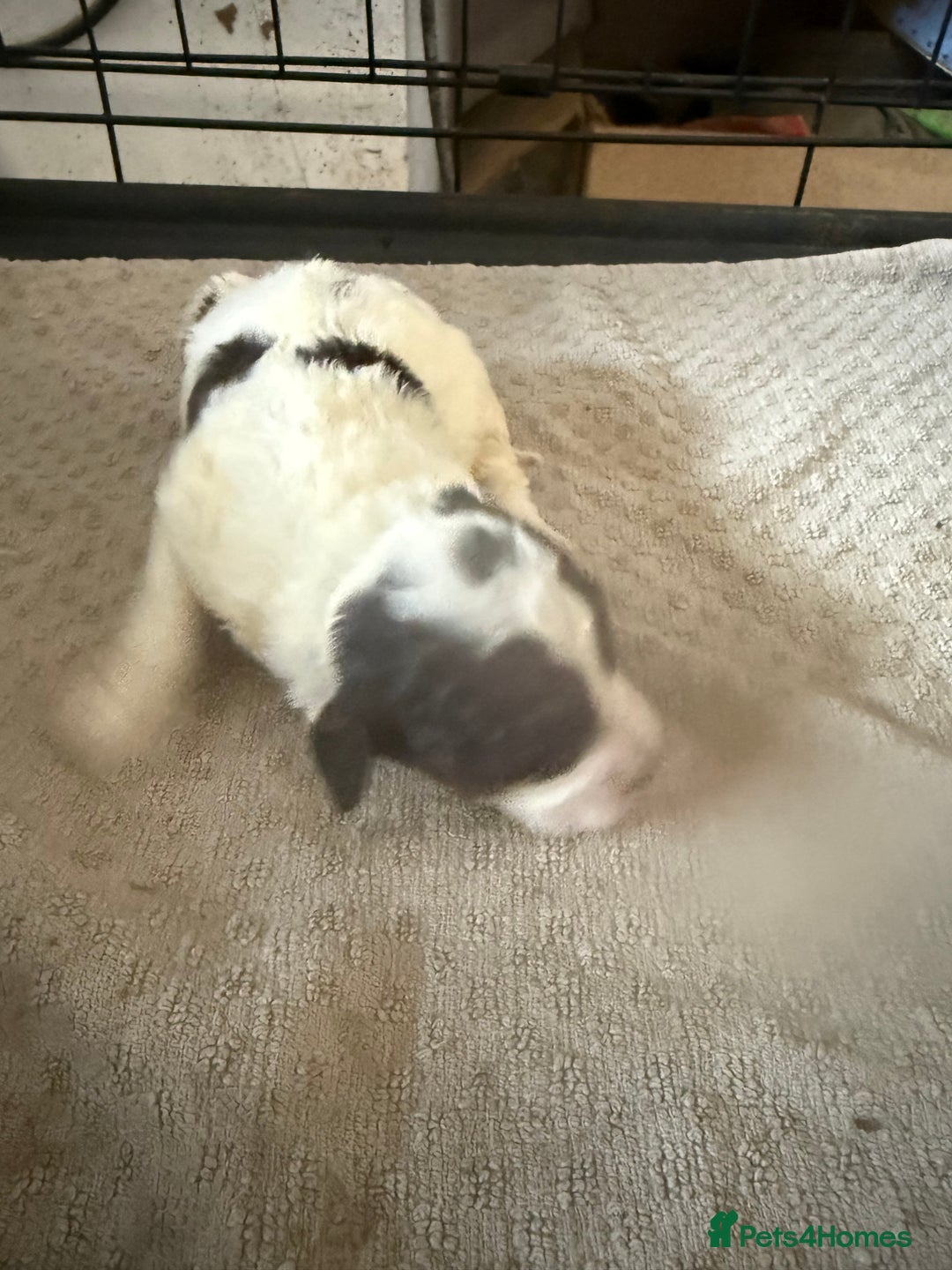 Cockapoo dogs for sale: Miniature cockapoos - Advert 10