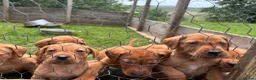 Labrador Retriever dogs for sale: Fox red Labrador  in Galashiels - Advert 8