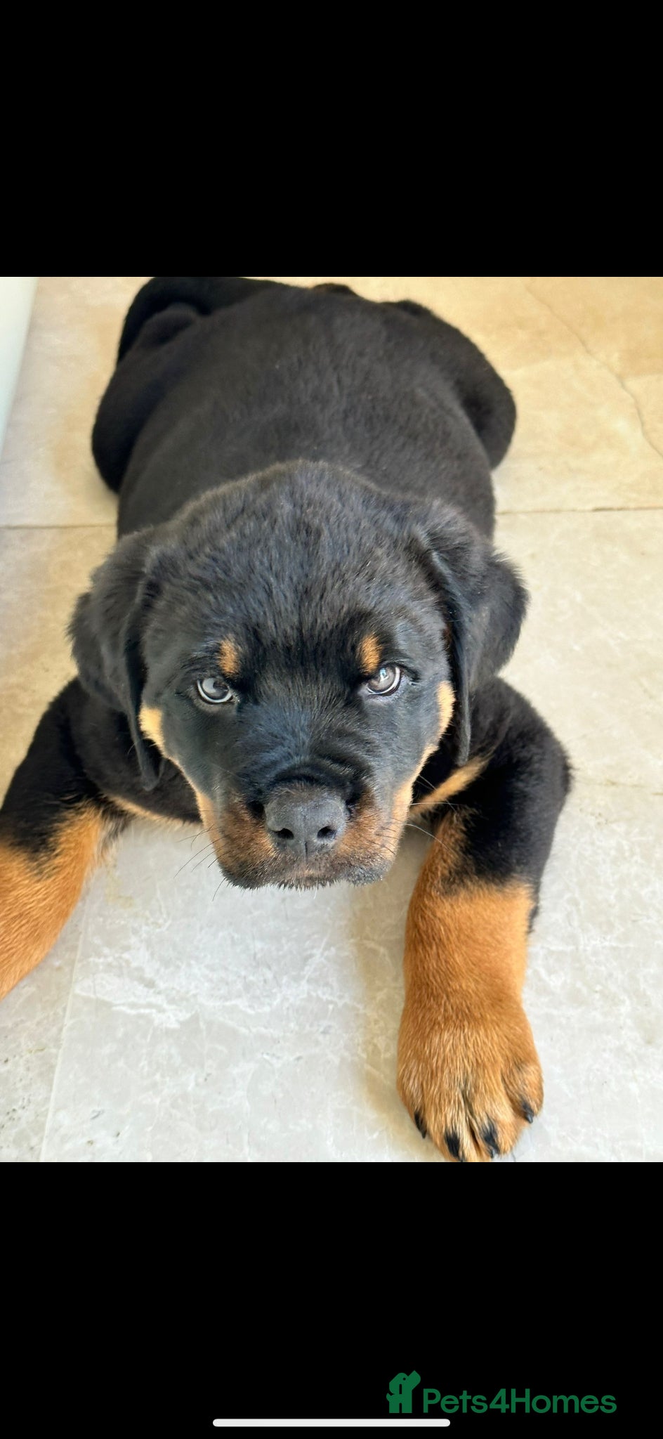 Rottweiler dogs Chunky European Rottweiler puppies £1750 - Advert 1