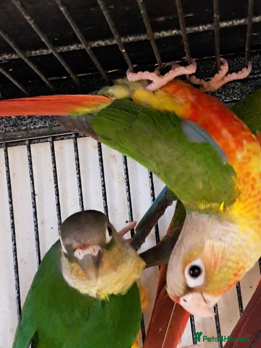 Conures birds for sale: Baby Conures  - Advert 2