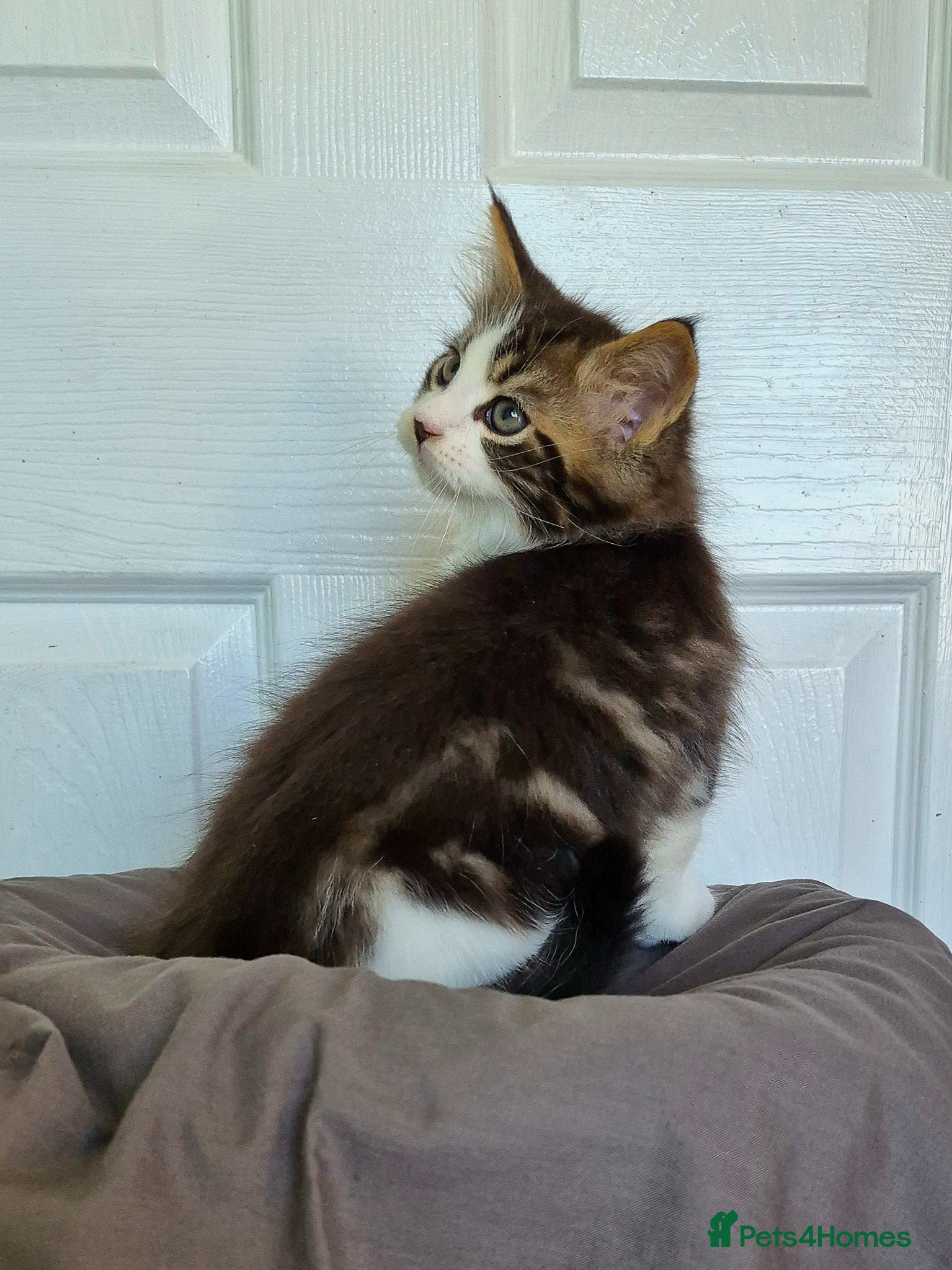 Ragcoon cats Confident Friendly Ragcoons Kittens  - Advert 3