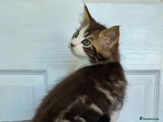 Ragcoon cats Confident Friendly Ragcoons Kittens - Advert 4