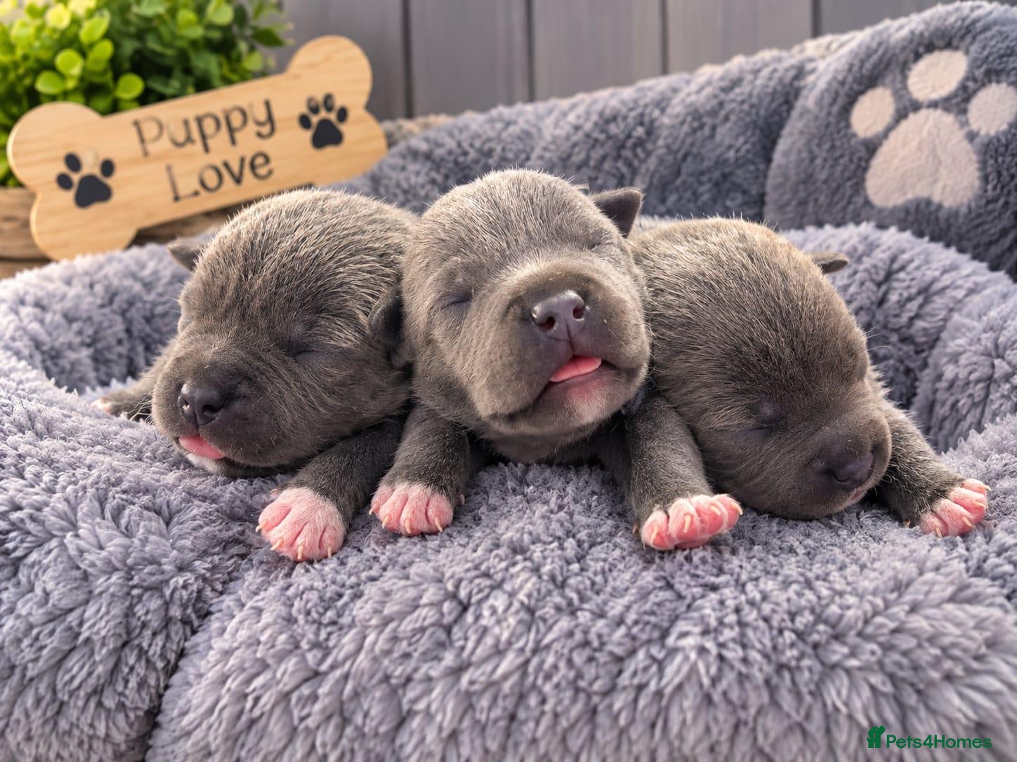 Staffordshire Bull Terrier dogs 7 STUNNING STAFFIE PUPPIES  - Advert 3