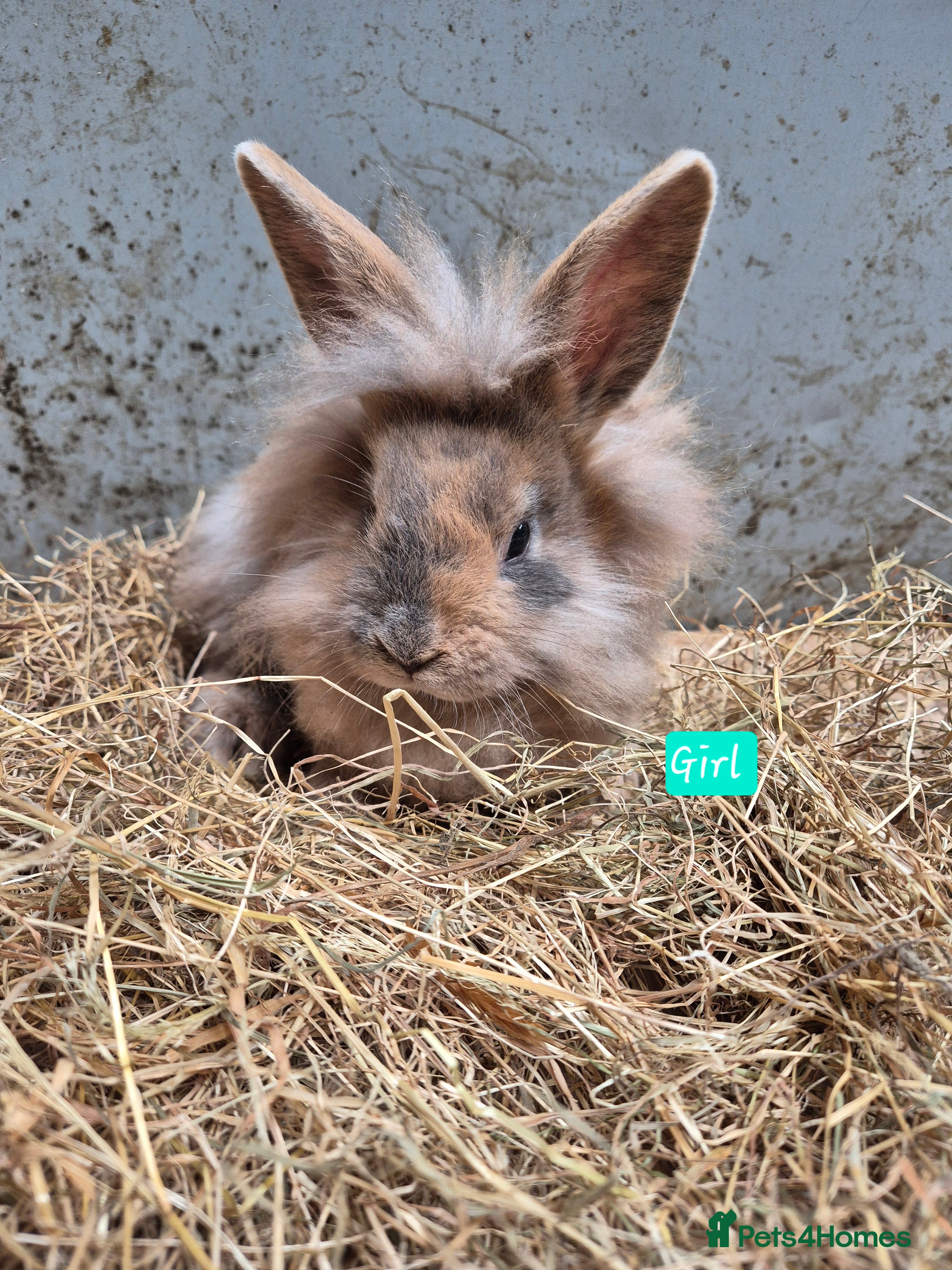 Mini Lop rabbits Baby Bunnies looking for new homes - Advert 18