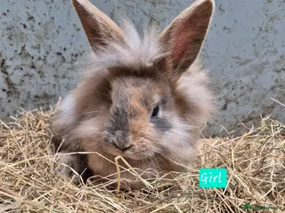 Mini Lop rabbits Baby Bunnies looking for new homes - Advert 18