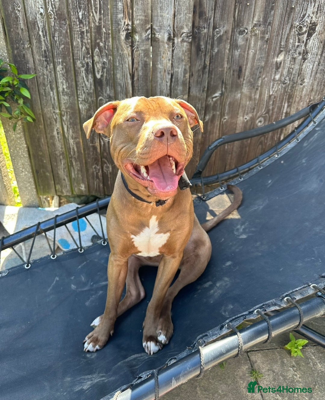 Mixed Breed dogs for sale: STAFFORDSHIRE X AMERICAN BULLY DOG 3YO URGENT - Advert 7