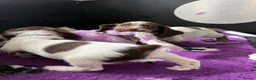 Cocker Spaniel dogs for sale: Bred From Extensively Health Tested Parents - Advert 8