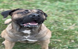 Presa Canario dogs for stud: beautiful presa canario for stud  - Image 2