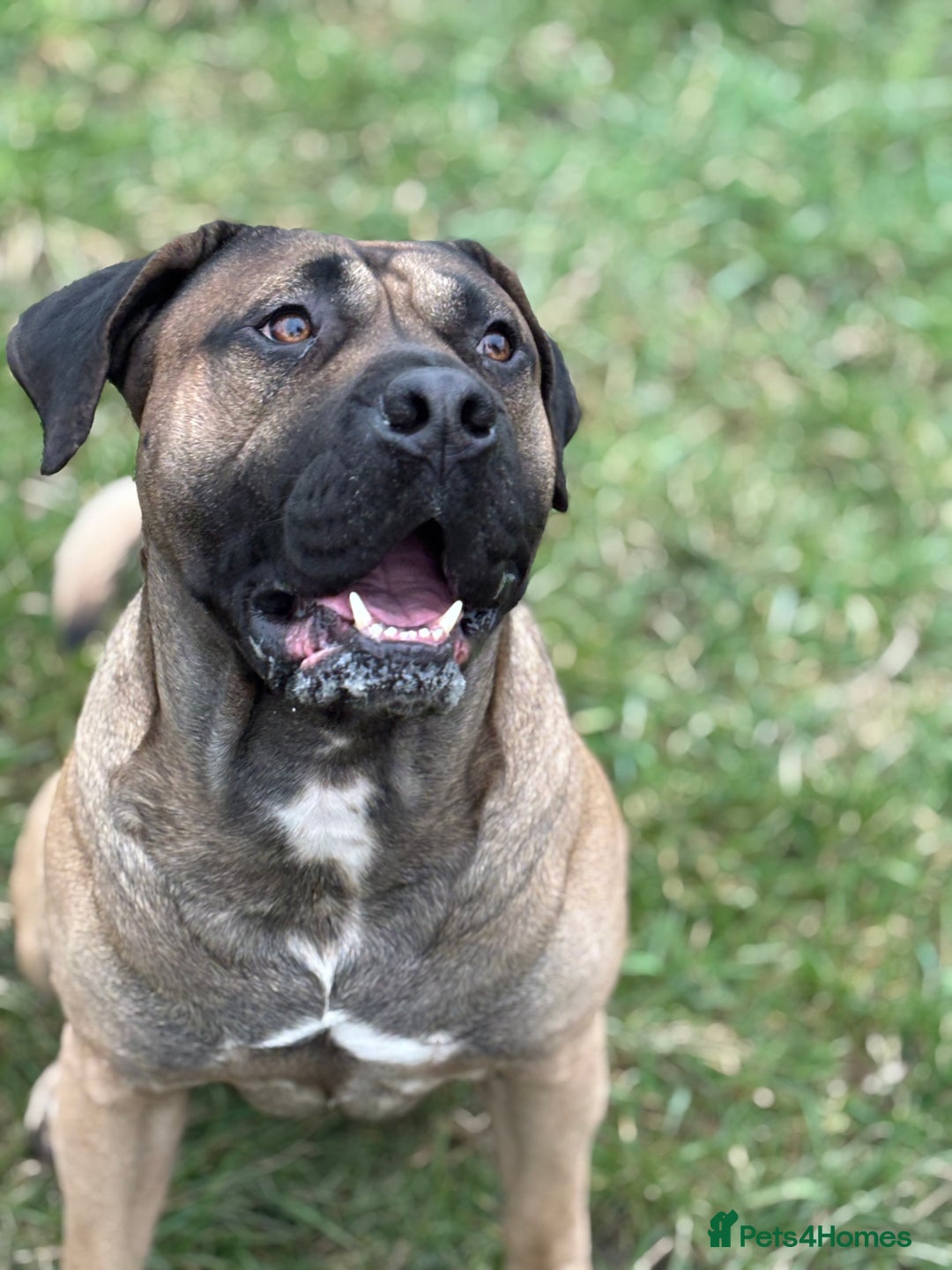Presa Canario dogs for stud: beautiful presa canario for stud  - Image 2