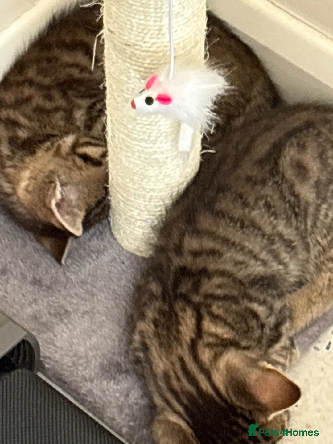 Mixed Breed cats for sale: 2 gorgeous tabby kittens - Advert 2