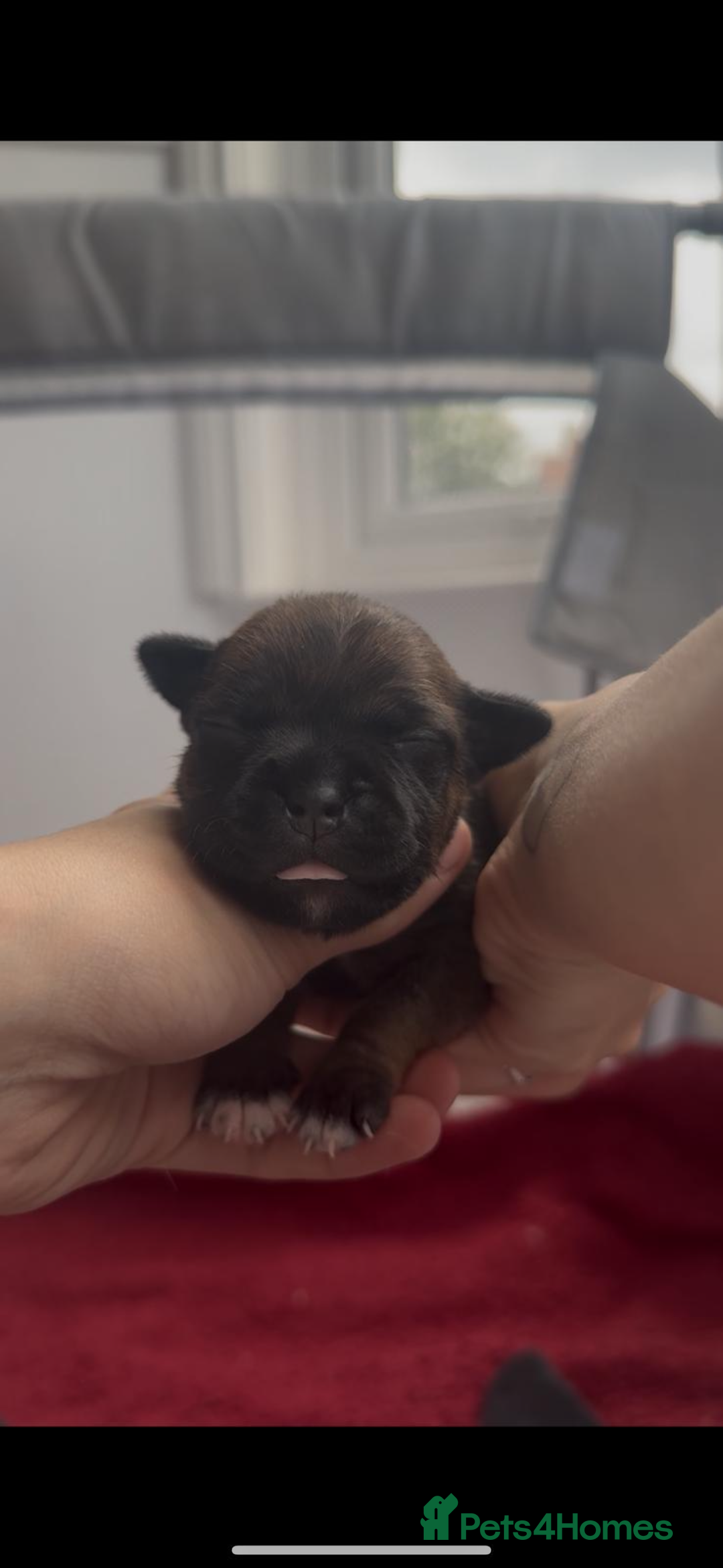 Staffordshire Bull Terrier dogs for sale: Red KC Reg Staffordshire Bull Terrier✨ - Image 1