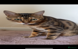 Bengal cats for sale: Bengal  - Image 6