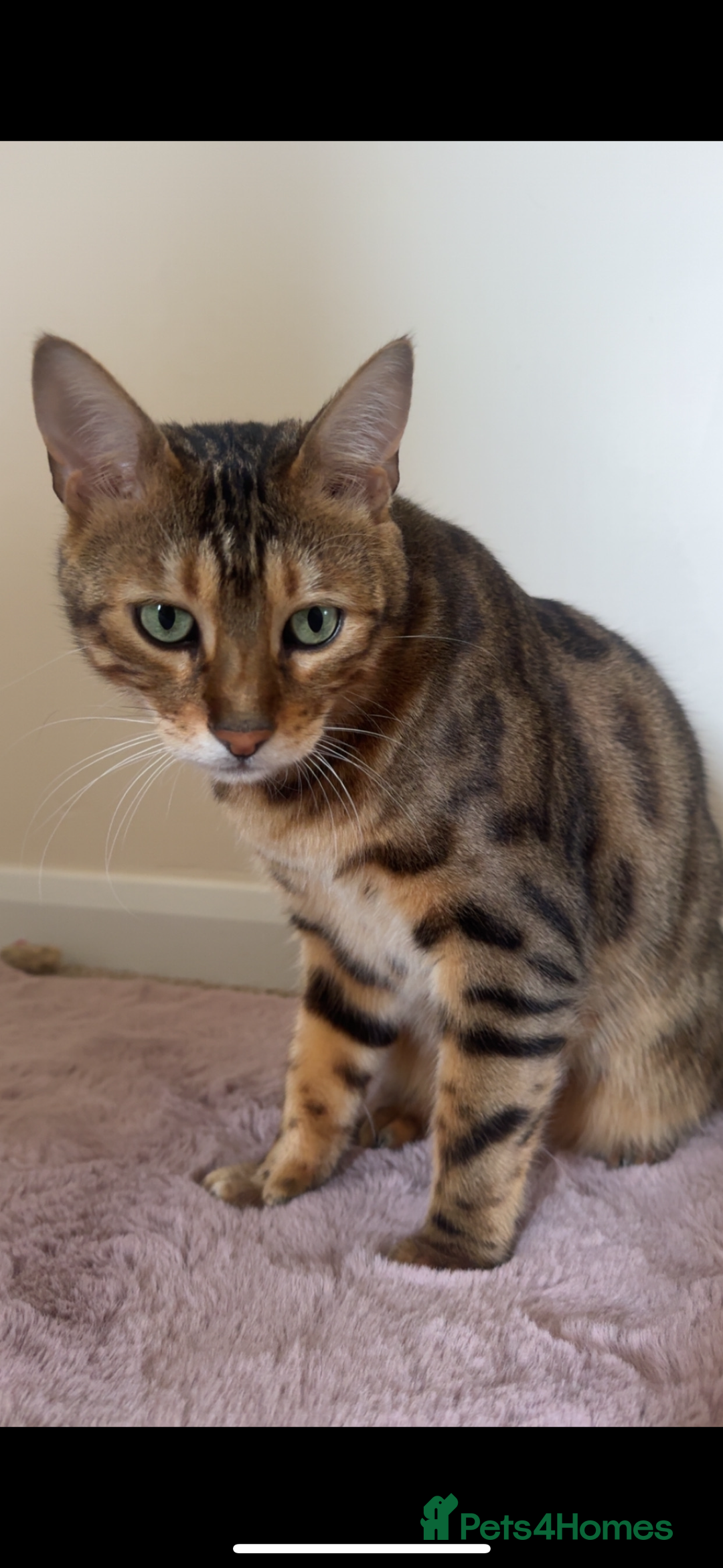 Bengal cats for sale: Bengal  - Image 6