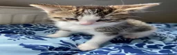 Mixed Breed cats for sale: Stunning kittens ready for their forever homes  in Sheffield - Advert 6