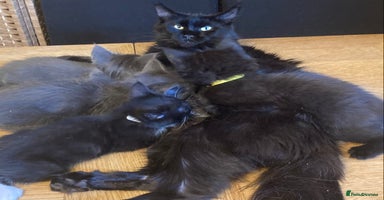 Mixed Breed cats - Advert 16