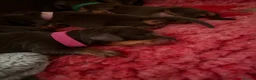 Miniature Dachshund dogs for sale: Miniature dachshund puppies  - Advert 4