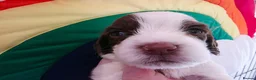 English Springer Spaniel dogs for sale: KC Homebred Health Tested Vet Social Pups 🩷 - Advert 23