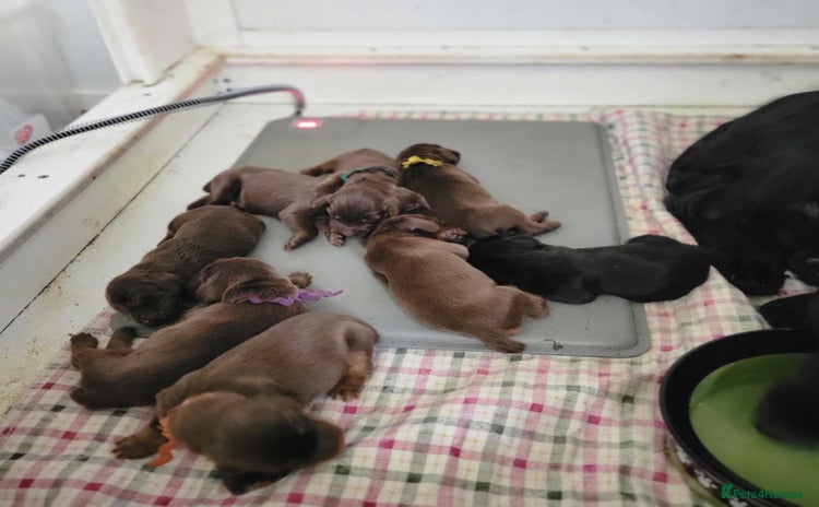 Field Spaniel dogs 🌿 KC Registered Field Spaniel Puppies for Sale 🌿 - Advert 1