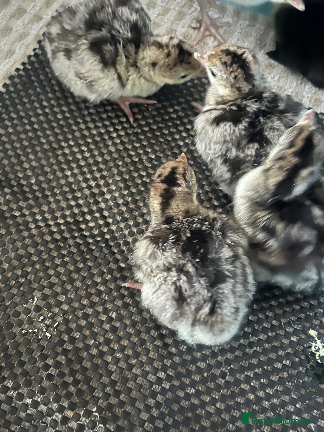Turkeys poultry for sale: Day Old Bronze Turkey Poults - Advert 4
