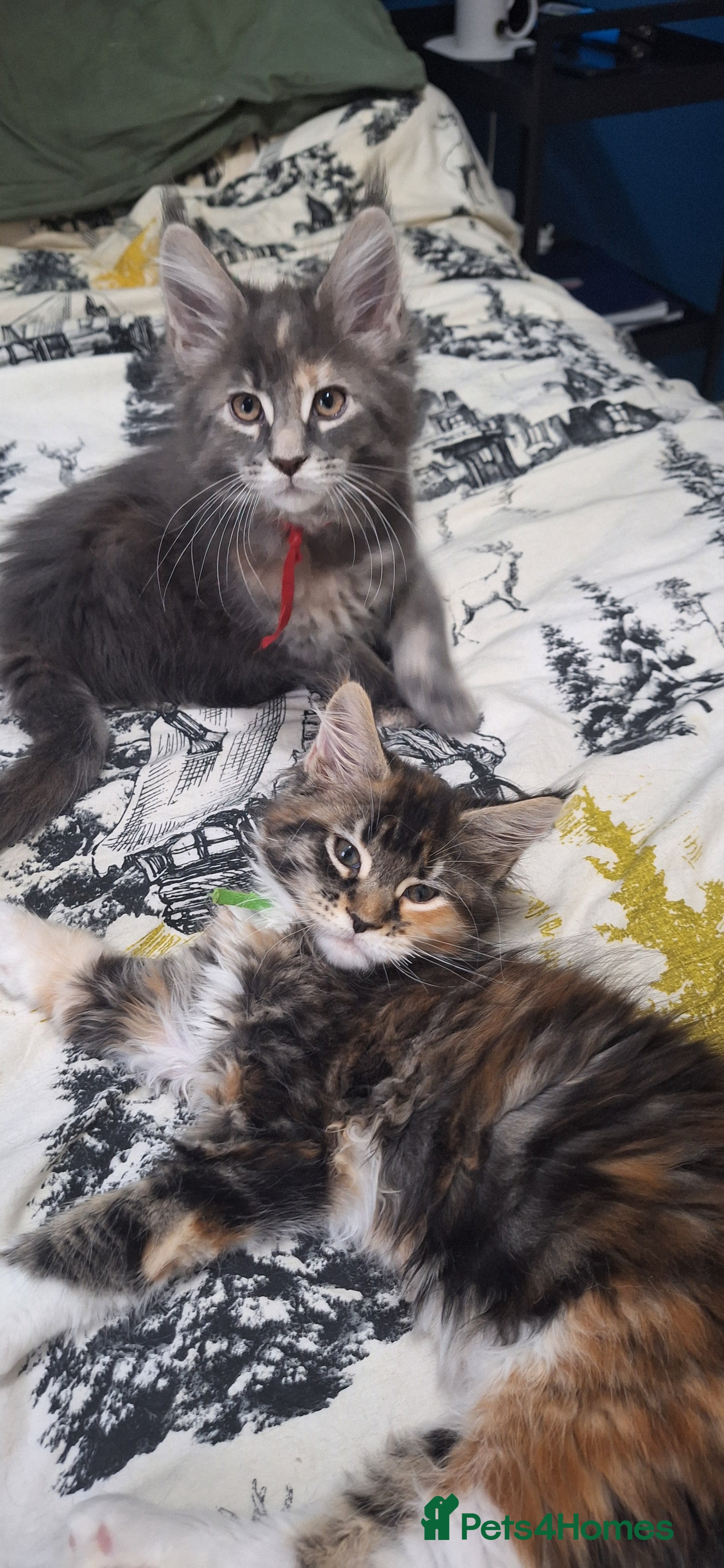 Maine Coon cats 😻 Ready Now 😻 Fluff Playful Maine Coon Kittens😻 - Advert 1