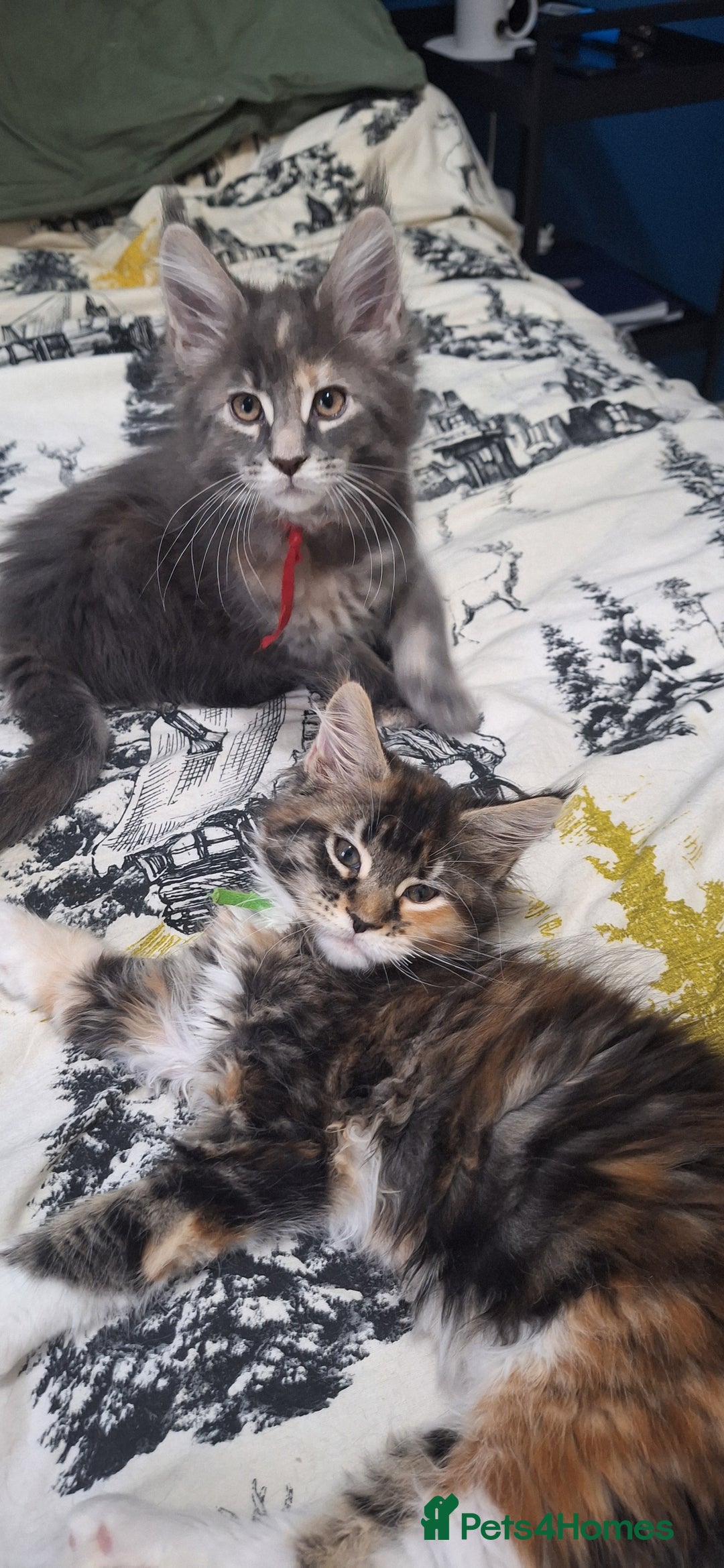 Maine Coon cats for sale: 😻 Ready Now 😻 Fluff Playful Maine Coon Kittens😻 - Advert 1