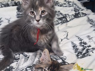 Maine Coon cats 😻 Ready Now 😻 Fluff Playful Maine Coon Kittens😻 - Advert 1
