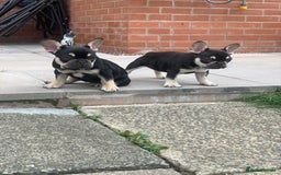 French Bulldog dogs for sale: 2 beautiful french bulldog puppies available  in Oldbury - Image 1
