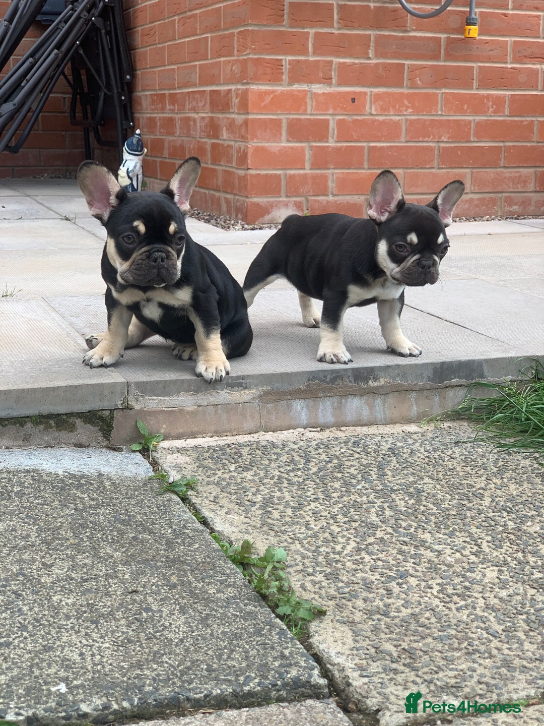 French Bulldog dogs for sale: 2 beautiful french bulldog puppies available  in Oldbury - Image 1