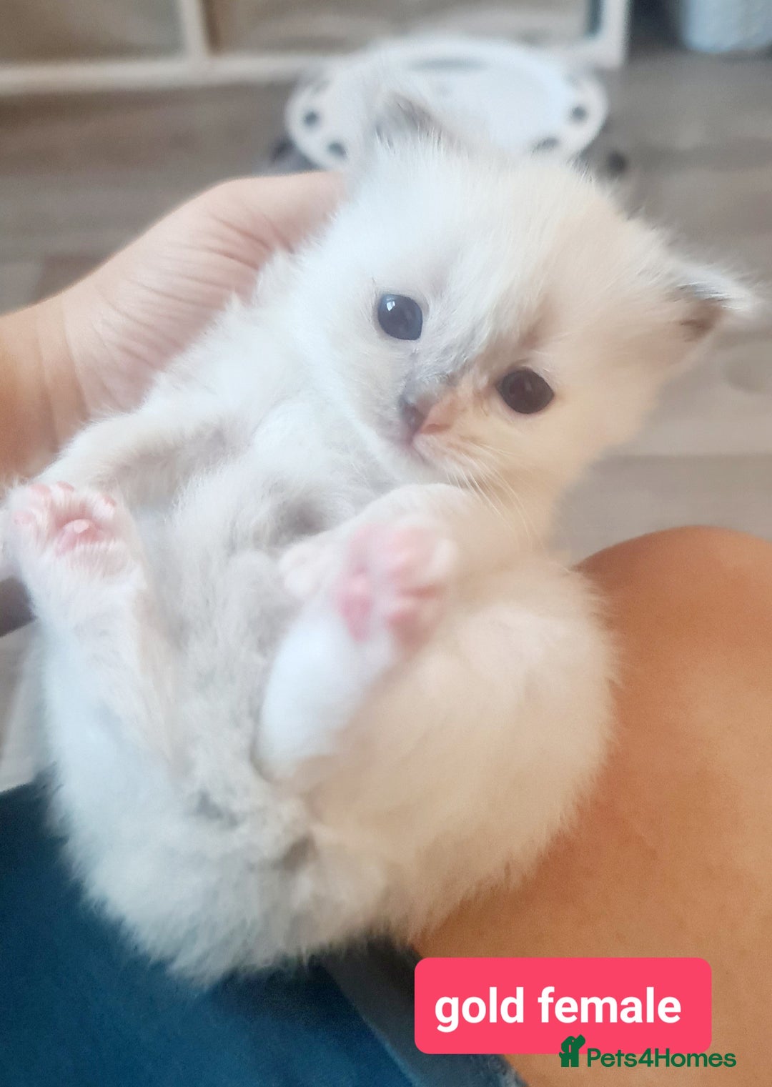 Ragdoll cats for sale: Pure ragdoll kittens - Image 15