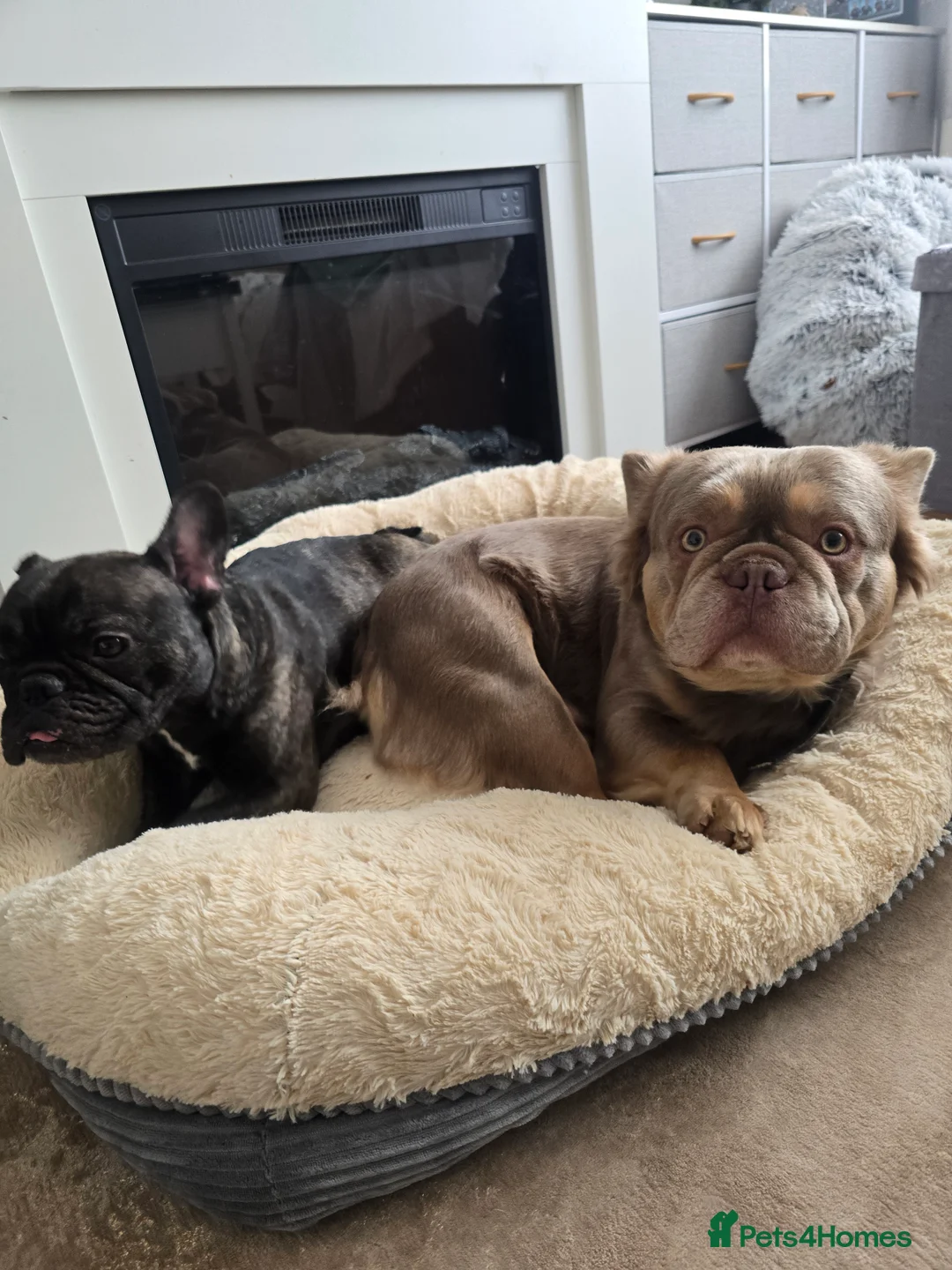 French Bulldog dogs for sale: Fluffy Frenchie  - Advert 6