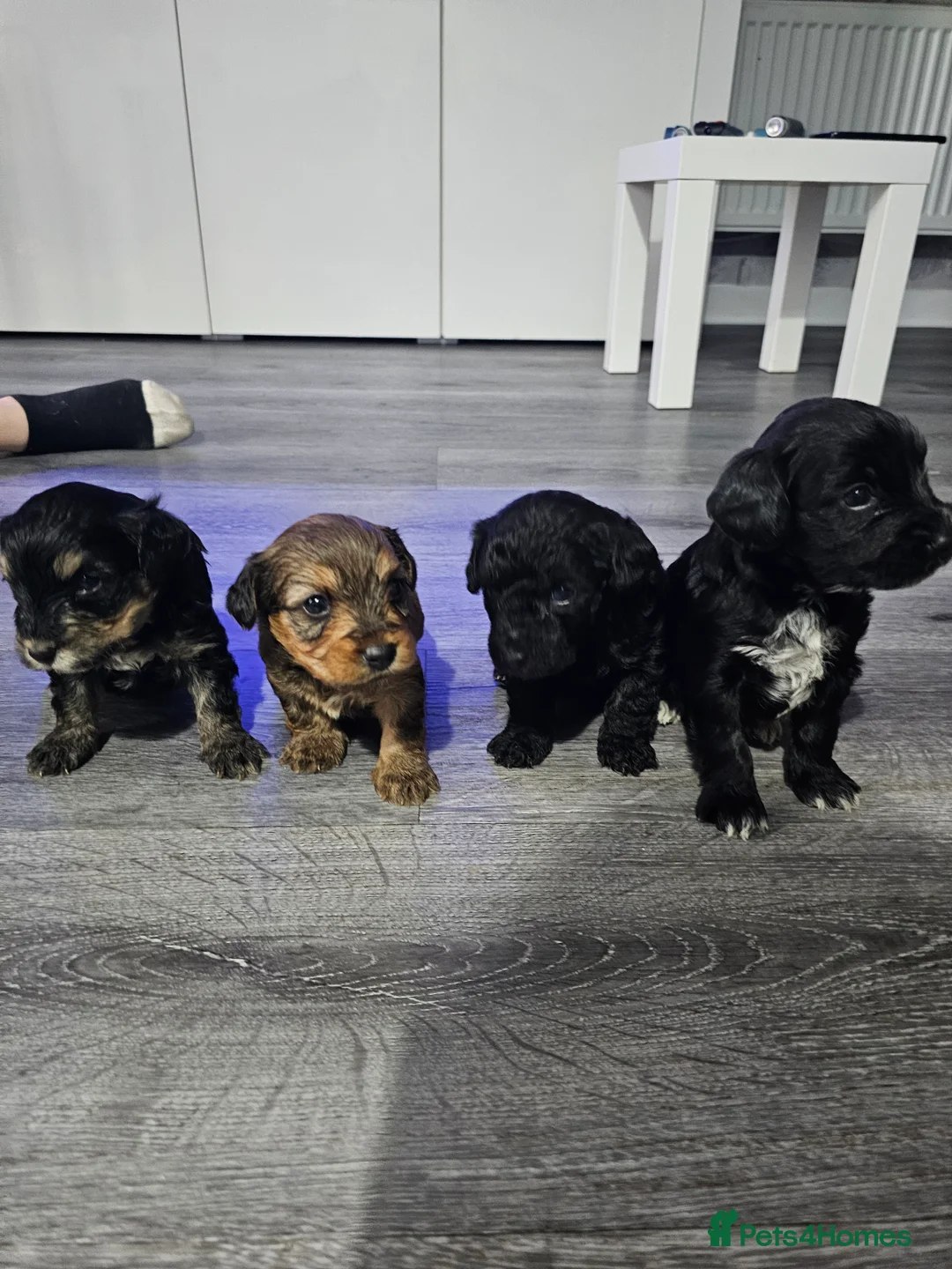 Mixed Breed dogs for sale:  **  Toy yorkipoo  - Advert 1