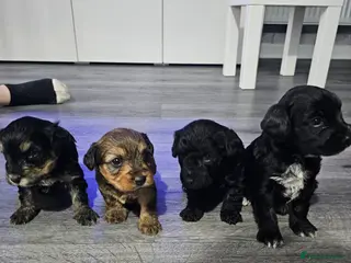 Mixed Breed dogs ** Toy yorkipoo - Advert 4