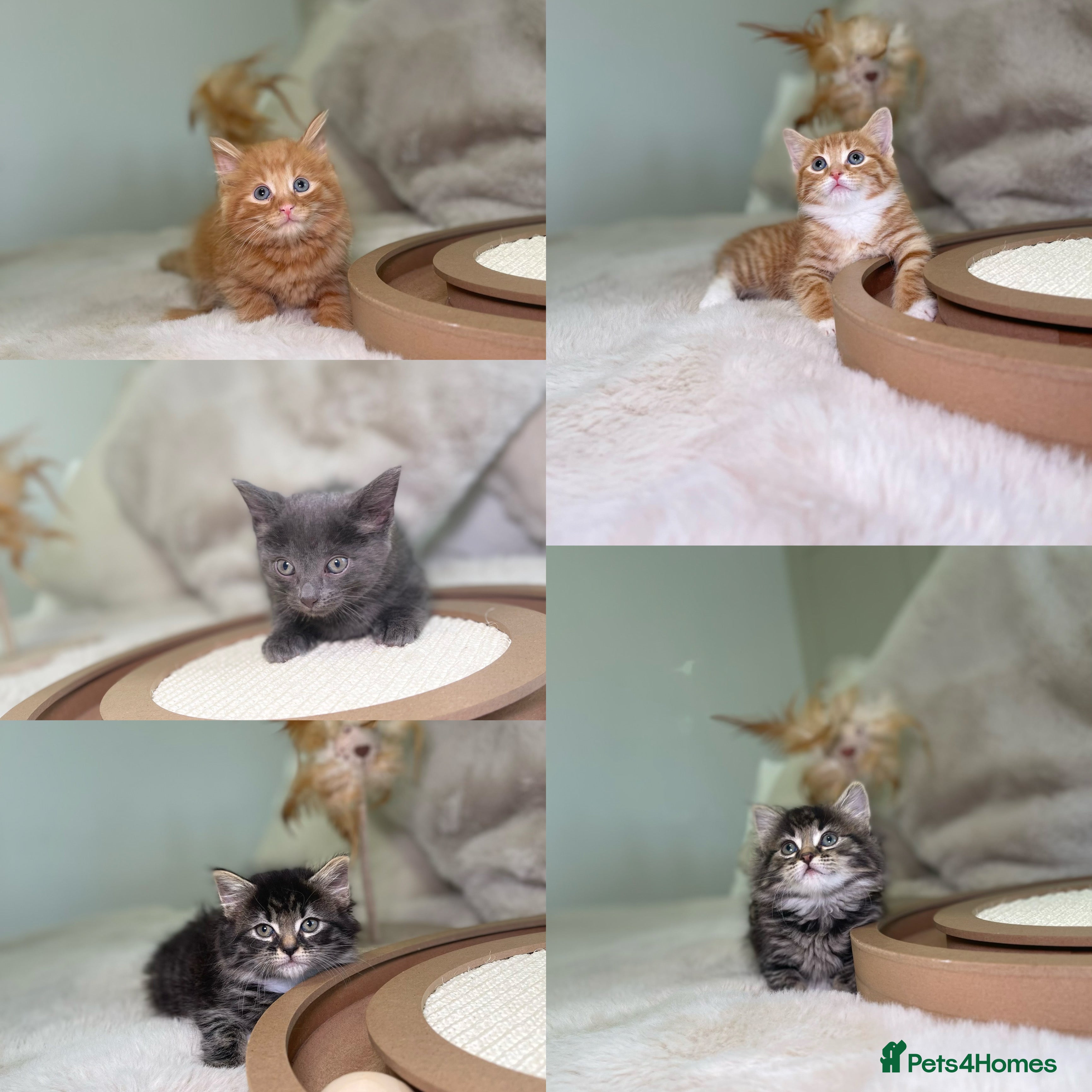 Mixed Breed cats Stunning kittens 8 weeks old ready now  - Advert 21