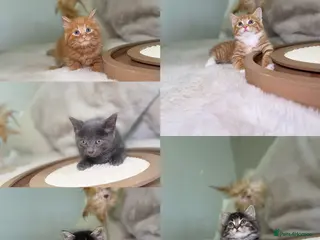 Mixed Breed cats Stunning kittens 8 weeks old ready now - Advert 21