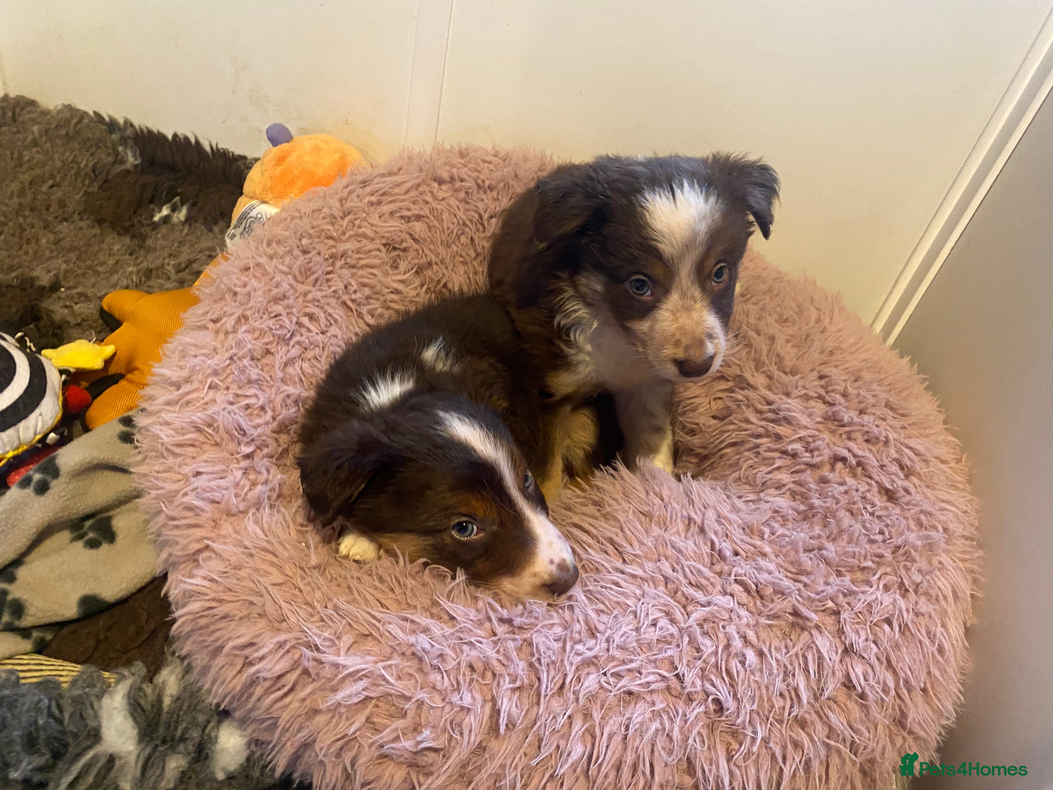 Border Collie dogs 2 Boys Red/Brown Tri BorderCollie Pups: rough coat - Advert 2