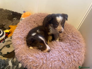 Border Collie dogs 2 Boys Red/Brown Tri BorderCollie Pups: rough coat - Advert 2