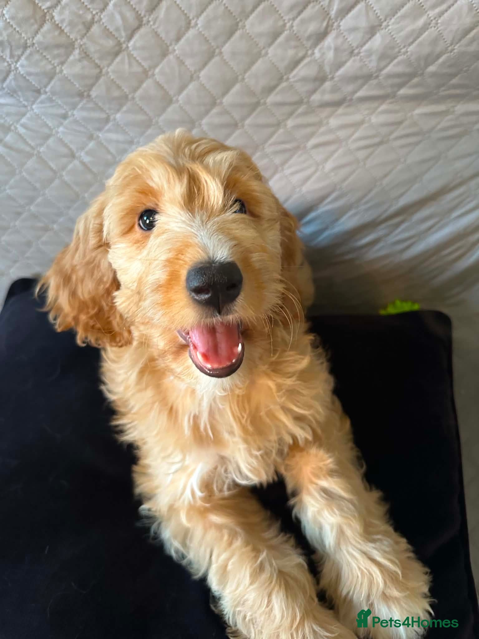 Australian Labradoodle dogs Australian Labradoodle-Medium-sized  - Advert 1