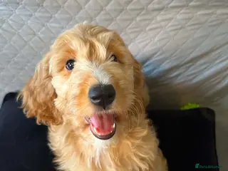 Australian Labradoodle dogs Australian Labradoodle-Medium-sized - Advert 1